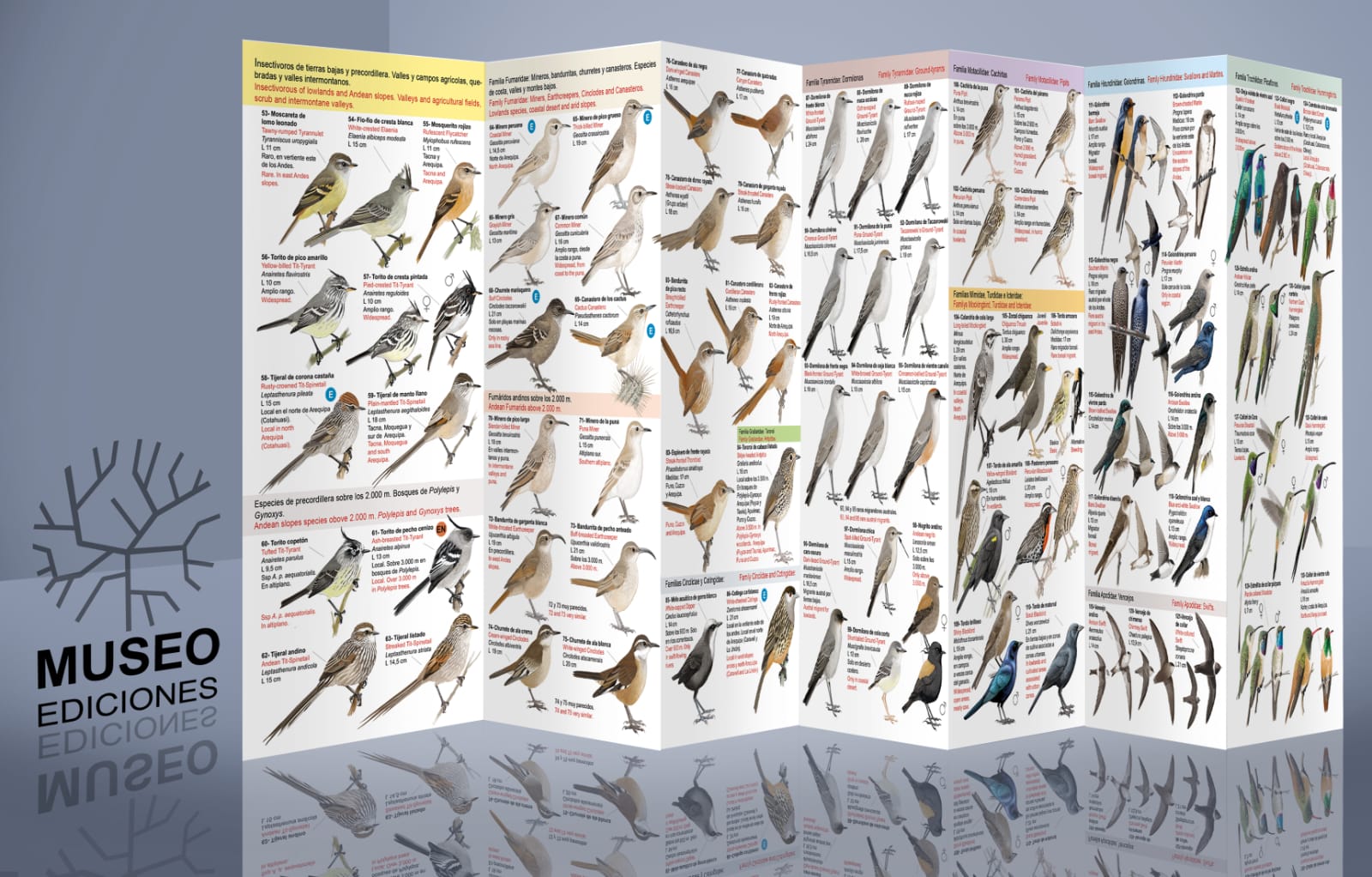 AVES DE PERÚ - SECTOR SUR OCCIDENTAL - Imagen 3